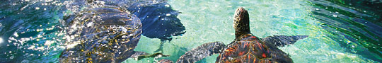 USA.Hawaii.Sea Turtles © HVCB / Ron Dahlquist