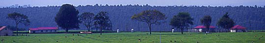 Kenya.Tea plantation © G.Font