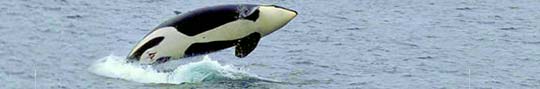 USA.Washington.orca © Washington State Tourism