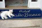 Albergo Gatto Bianco - Photo 6