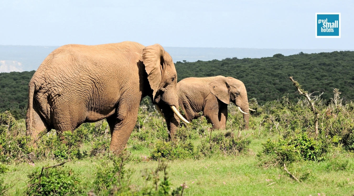 Addo Elephant National Park