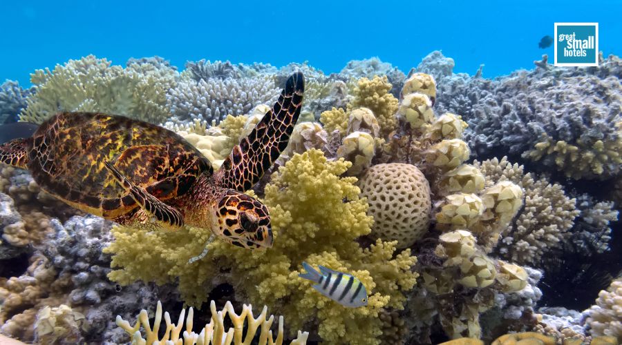 the-Great-Barrier-Reefv