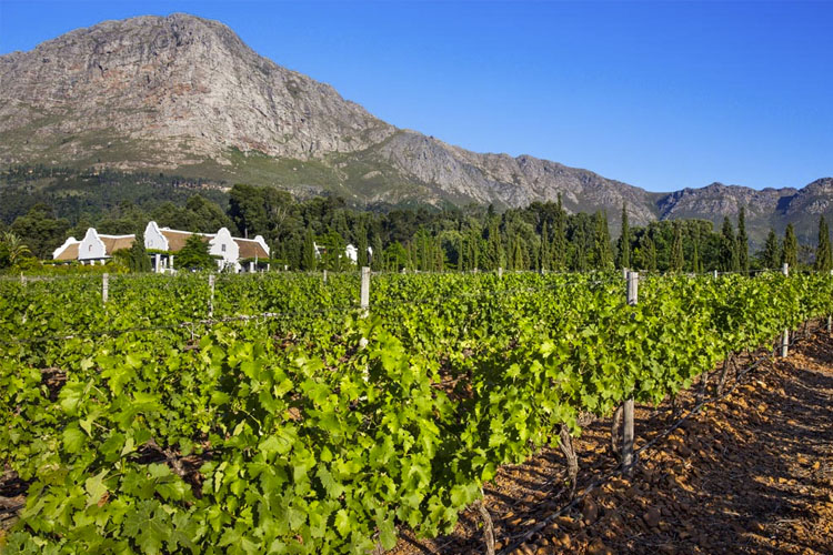 Vyneyards - La Providence Guest House - Franschhoek
