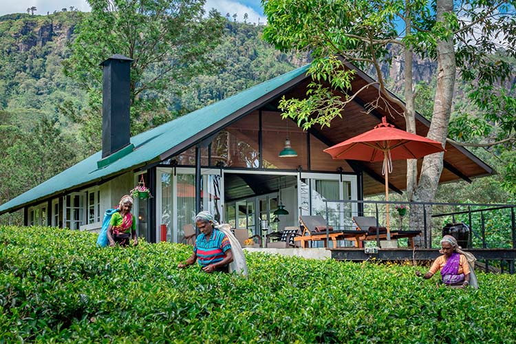 Madulkelle Tea and Eco Lodge, a boutique hotel in Madulkelle