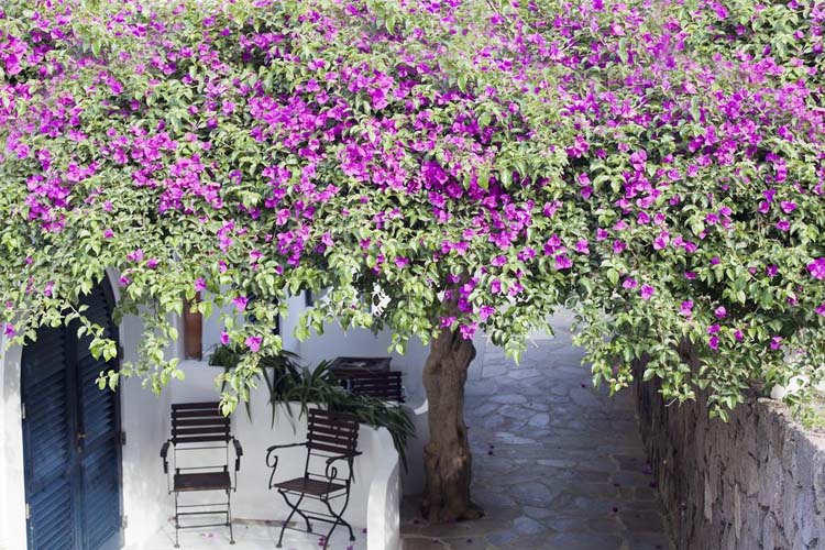 Terrace - Quartara Boutique Hotel - Panarea