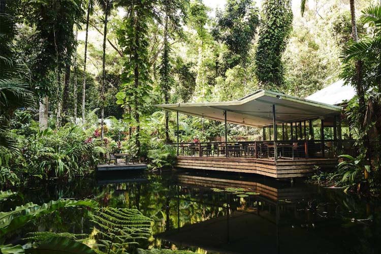 Restaurant - Daintree Eco Lodge - Daintree