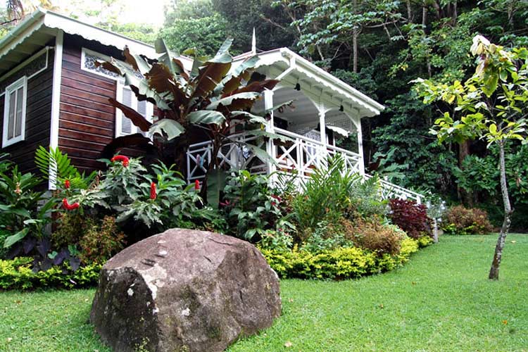 Cocoa Tree - Fond Doux Plantation & Resort - Soufrière