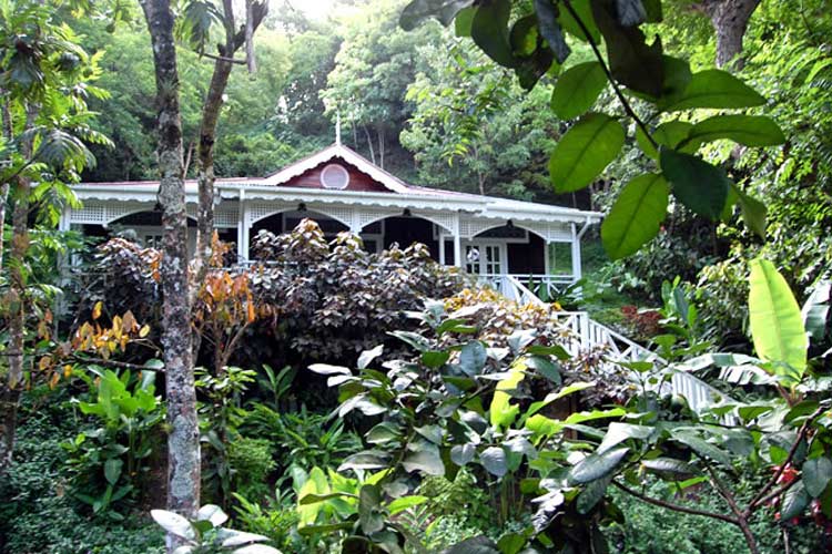 Avocado - Fond Doux Plantation & Resort - Soufrière