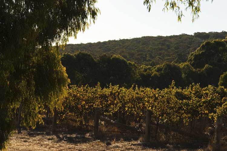 Empire Estate Vineyard - Empire Retreat - Dunsborough
