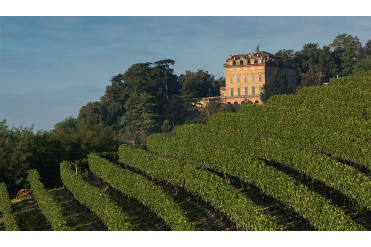 The Vineyard - Locanda Marchesi Alfieri - San Martino Alfieri