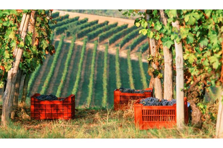 The Vineyard - Locanda Marchesi Alfieri - San Martino Alfieri