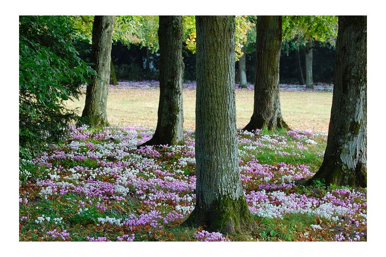 The Park - Château de Bourron - Bourron-Marlotte