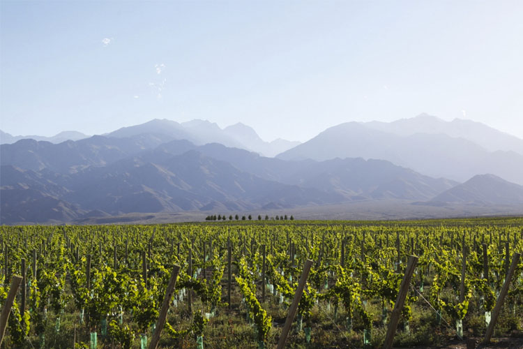 Exterior  - Casa de Uco Vineyards and Wine Resort - Los Árboles